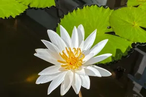 Beyaz Lotus Bakımı