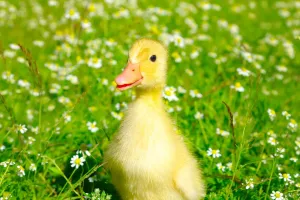 Sự Thật Bất Ngờ Về Loài Vịt