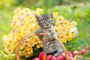 Katzen-Schlemmer-Guide