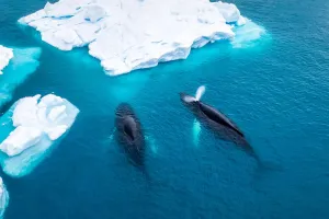 Fakta Menakjubkan Paus