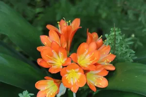 Tanaman Hias Outdoor