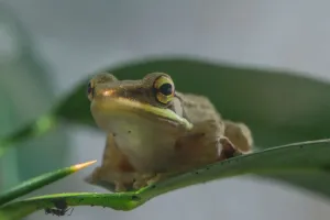 Perereca do paracatu