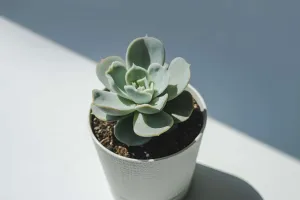 Gudra sukulentu laistīšana