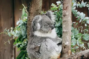 Load failed