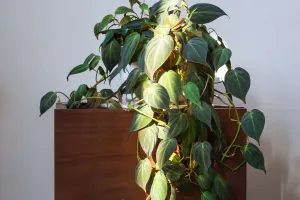 Tanaman Hias Philodendrons