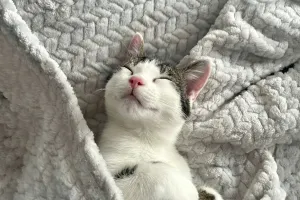 Tidur Nyenyak dengan Hewan