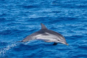 Wie Tiere kommunizieren