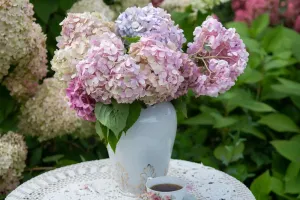 Цвет гортензий