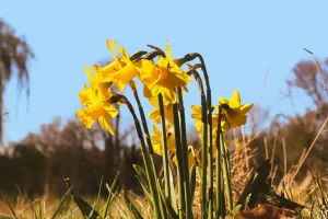 Нарциссы без хлопот