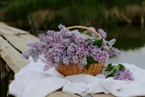 Сирень без ошибок