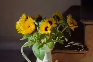 Секреты ухода за подсолнухом