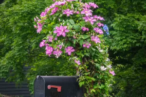 Розовый клематис