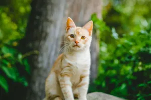 La langue du chat