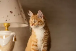 Les chats et la hauteur