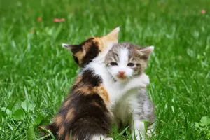 Un ou deux chats ?
