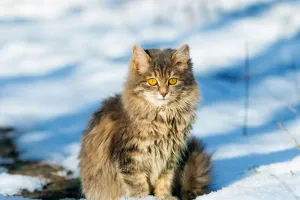 La domestication du chat