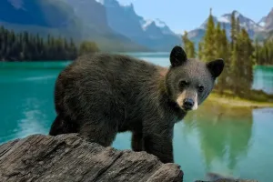 Sanctuaries Saving Wildlife