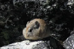 Animales más Extraños