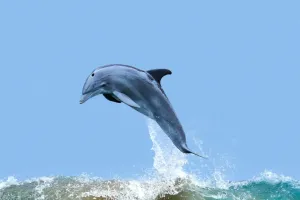 Delfines con Alzheimer