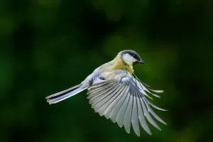 Resgate Animal