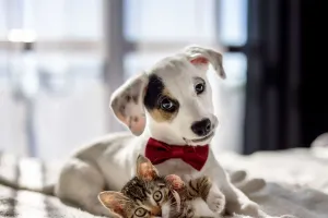 Gatos e Cães