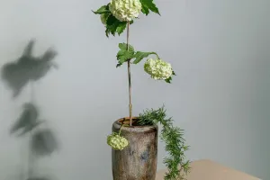 Viburnum Bakımı