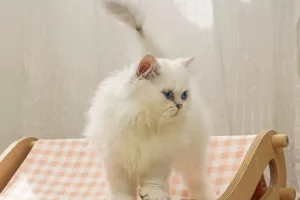 Lợi ích khi nuôi thú cưng