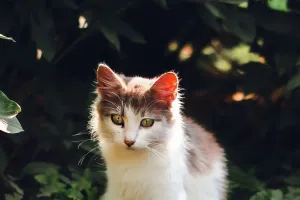 Mascotas contra la Soledad