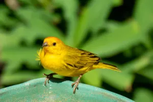 Choisir son oiseau