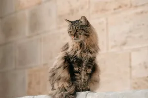 Choisir son chat