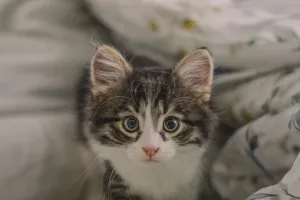 Первые дни с котёнком