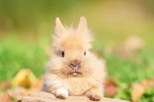 Giải mã hành vi của thỏ