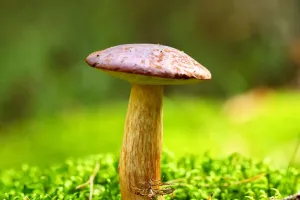 Nấm Boletus quý hiếm