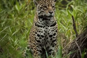 Alerta Onça