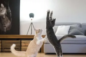 Kedi Gizemi