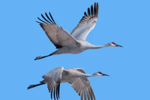 Bí mật định vị của loài chim