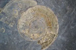 Fóssil ancestral