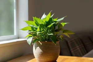 Beat Houseplant Pests Fast