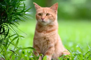 Pets e Lei