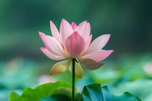 Giải mã khả năng của lá sen