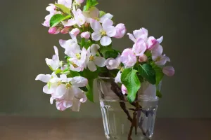 Vẻ Đẹp Của Hoa Táo
