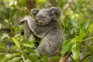 Clamidia en Koalas