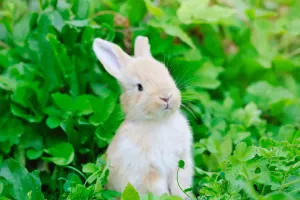 Les oreilles de lapin
