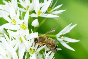 La Crisis de Insectos