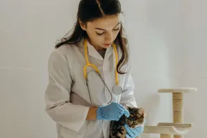 Чистые уши кошки