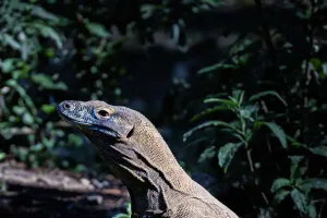 Armadura Reptil