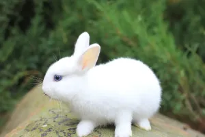 Vì sao thỏ nhai liên tục?