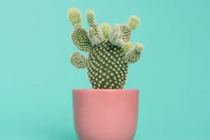 Lợi ích của xương rồng