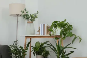 Indoor Plant Care