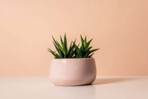 Mẹo chăm cây cảnh trong nhà